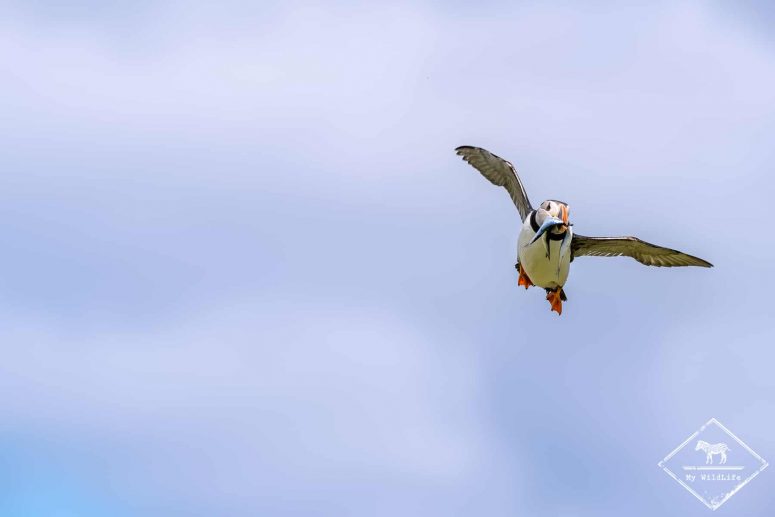 Macareux Moine en vol