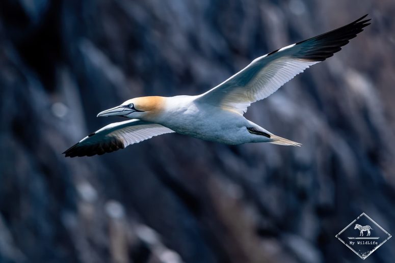 Fou de bassan en vol, Ecosse