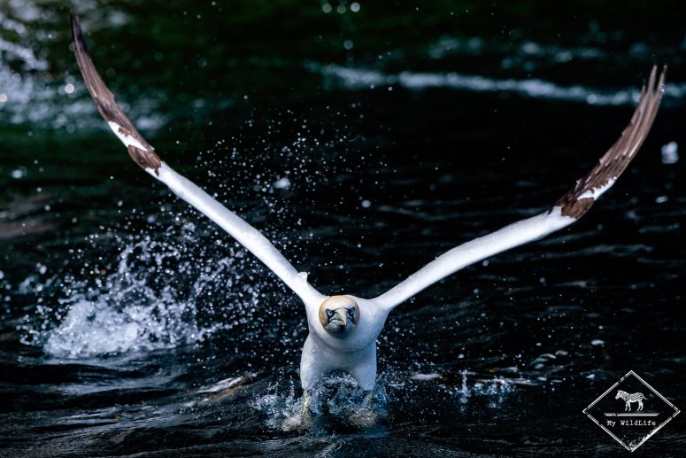 Fou de bassan au décollage