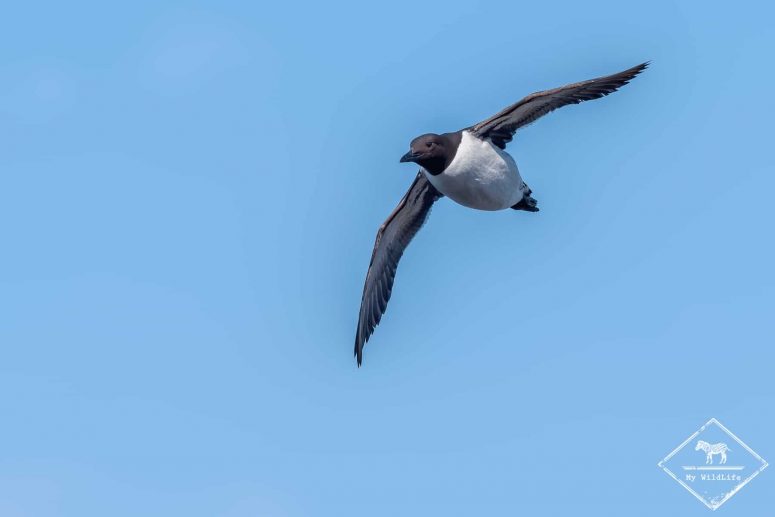 Guillemot de Troïl