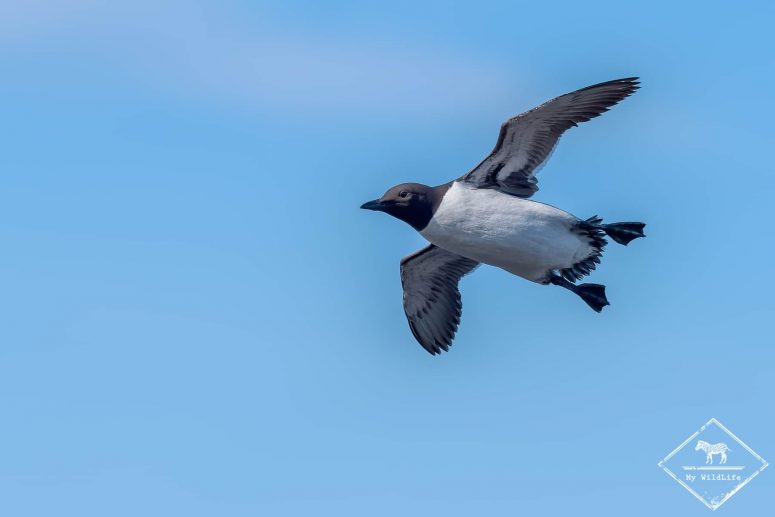 Guillemot de Troïl