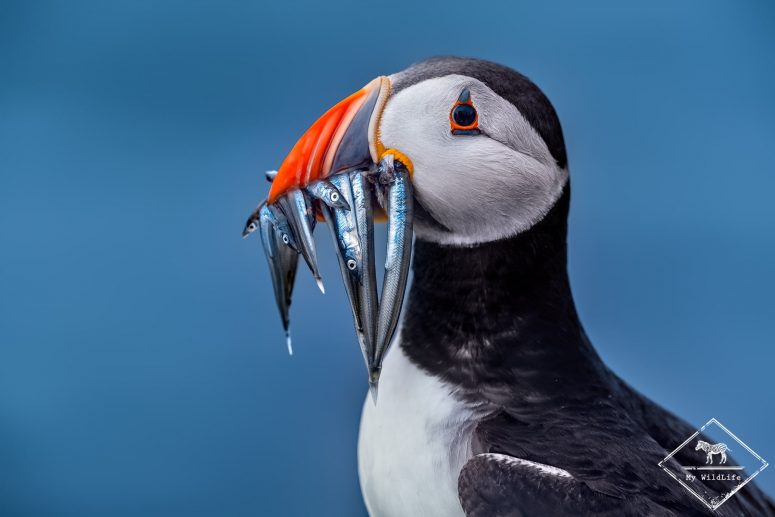 Macareux moine, Ecosse