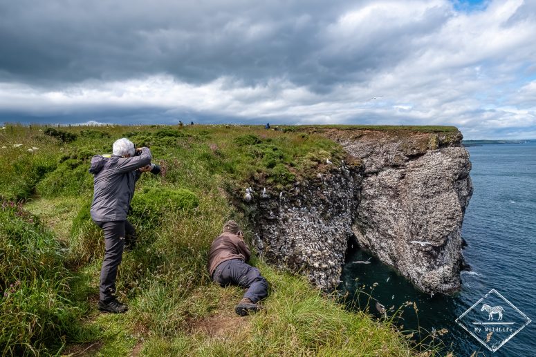 réserve ornithologique de Fowlsheugh