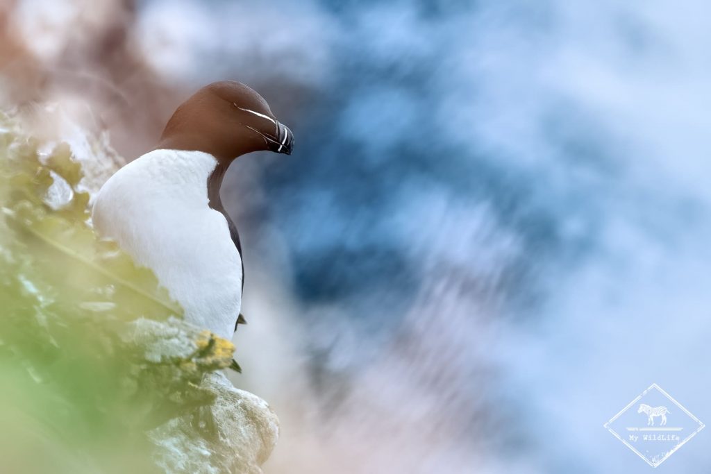 Pingouin Torda, Ecosse