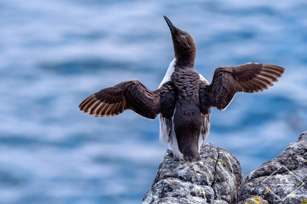 Guillemot de Troïl, Ecosse
