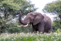 Guide pratique du parc national Tarangire Guide Pratique du Parc National Tarangire