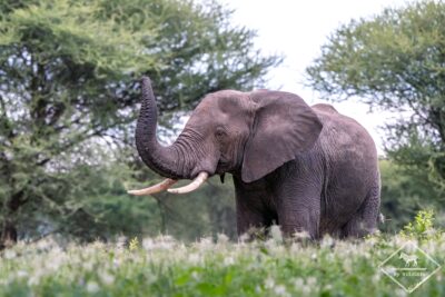 parc national tarangire