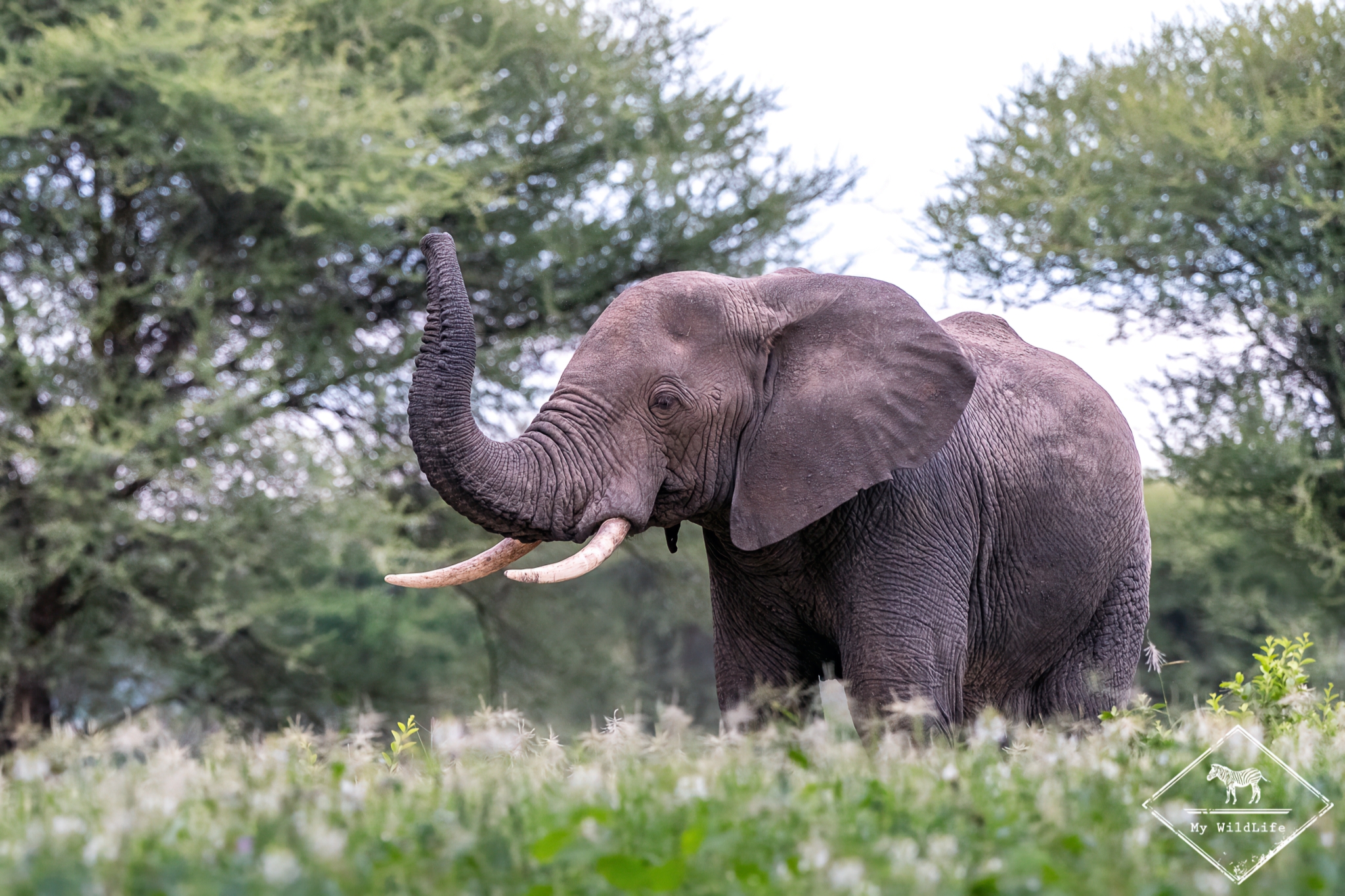 Guide Pratique du Parc National Tarangire