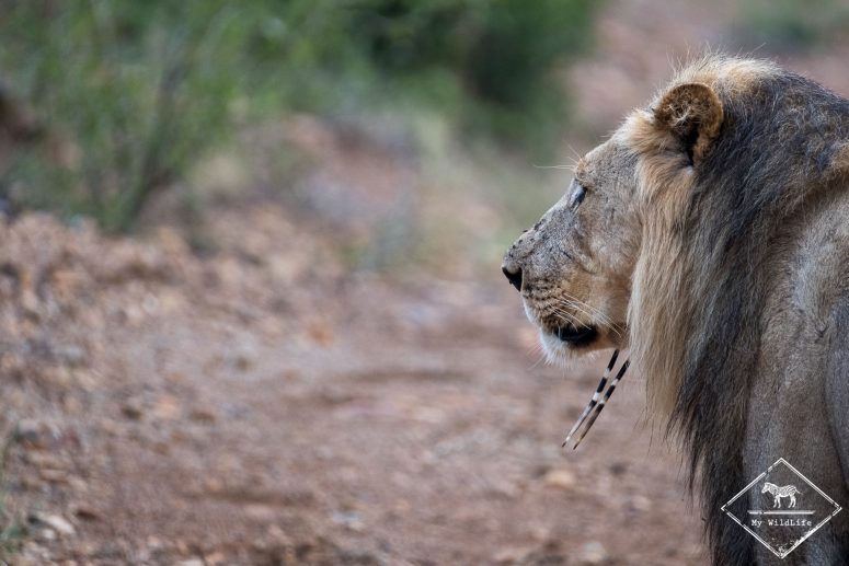 Lion, Black Rhino Game Reserve