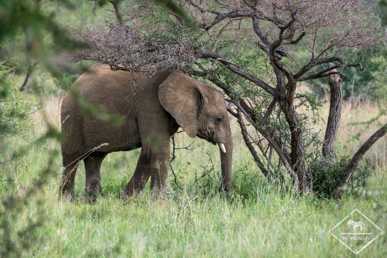 éléphant, Black Rhino Game Reserve