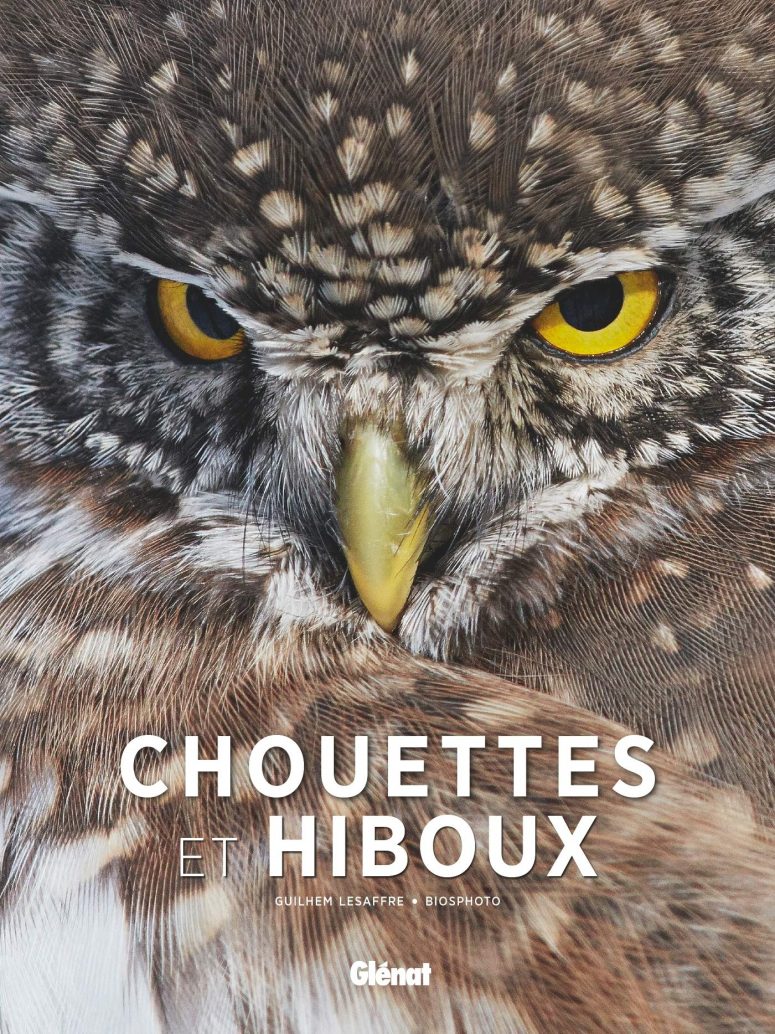Chouettes et Hiboux de Guilhem Lesaffre