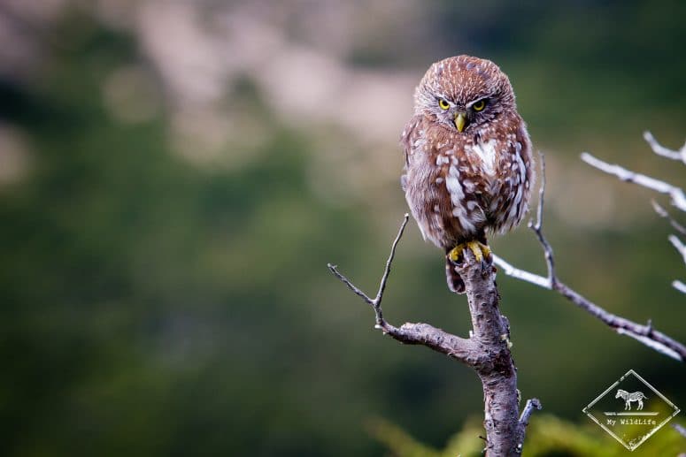 Chevêchette australe
