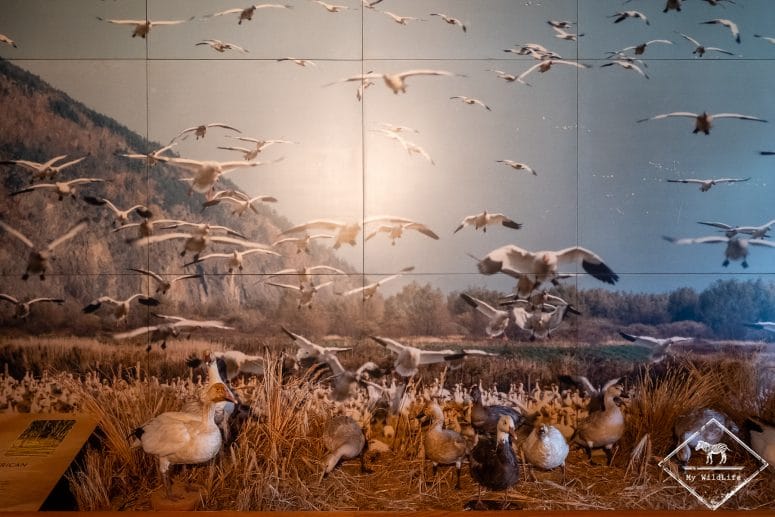 Centre d'interprétation Réserve nationale de faune du Cap‑Tourmente