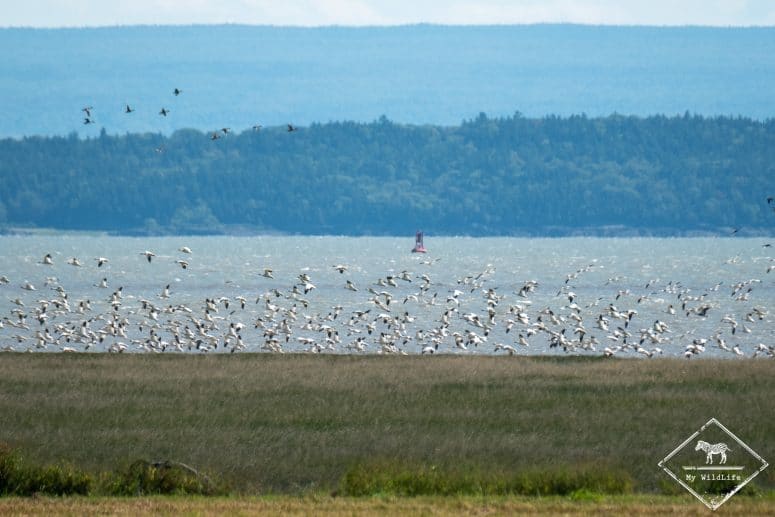 Oie des neiges, Réserve nationale de faune du Cap‑Tourmente