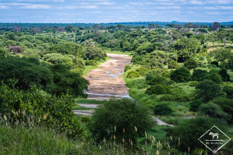 rivière Tarangire