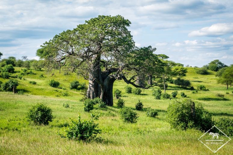 Baobabs, parc national Tarangire