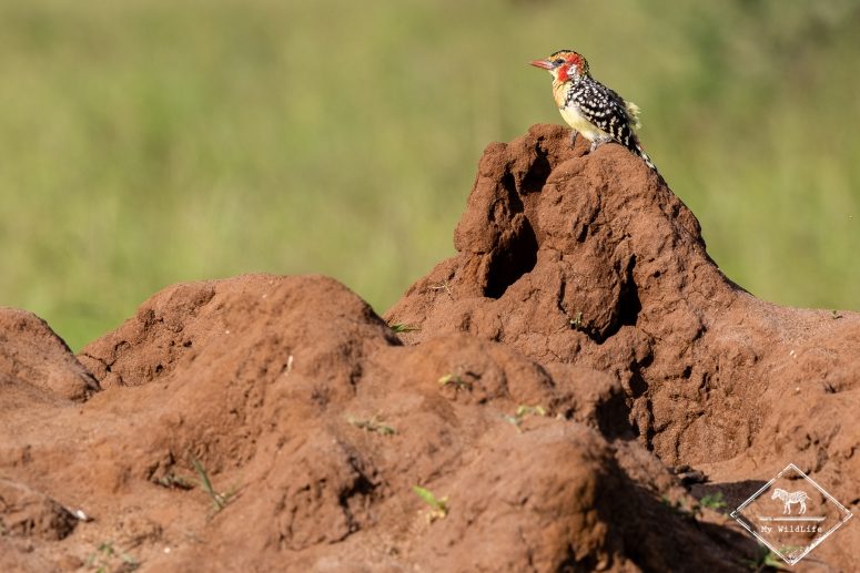 Barbican à tête rouge