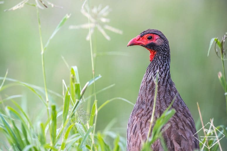 Francolin à gorge rouge