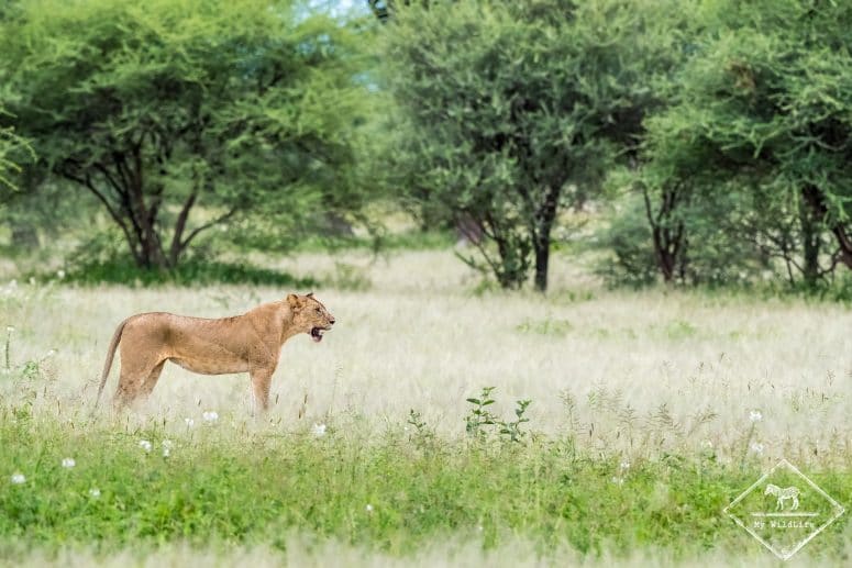 Lionne, parc national Tarangire