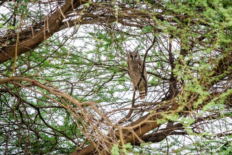 Grand-duc de Verreaux