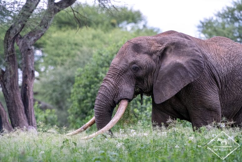 Safari à Tarangire, éléphant