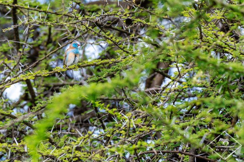 cordonbleu cyanocéphale