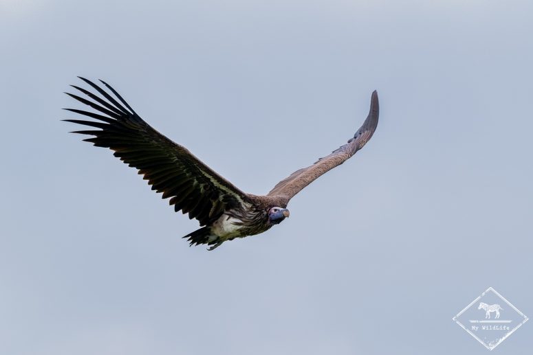 Vautour Oricou, safari à Tarangire