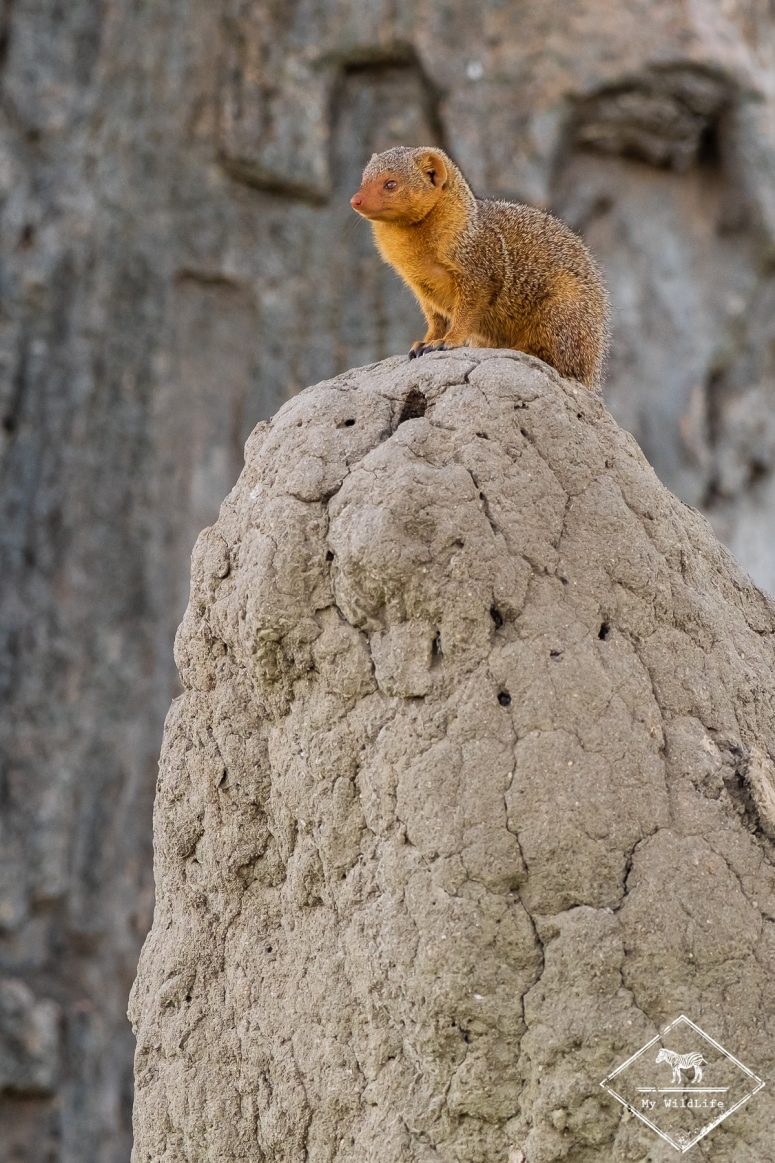 Mangouste naine lors d'un safari à Tarangire