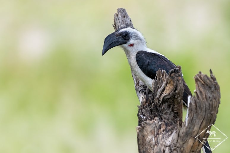 Calao de Jackson, Safari à Tarangire