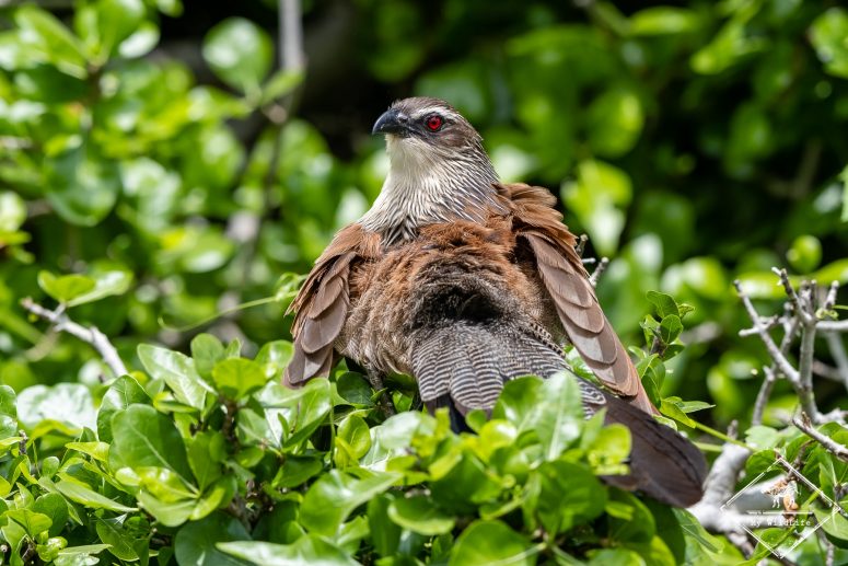 Coucal à sourcils blancs, safari à Tarangire