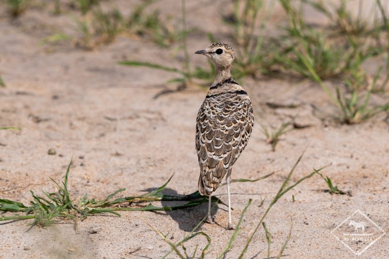 Courvite à double collier