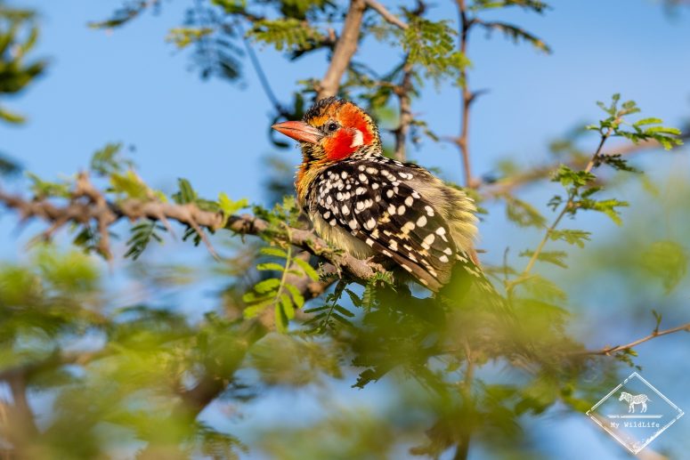 barbican à tête rouge