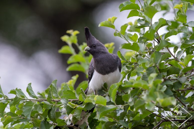Touraco à ventre blanc