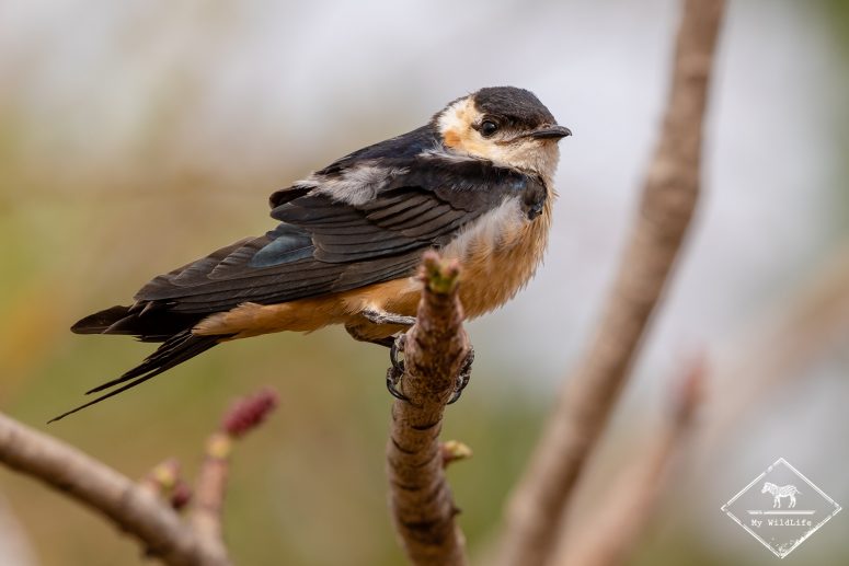 Hirondelle rousseline