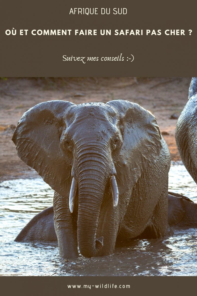 Safari pas cher en Afrique du sud