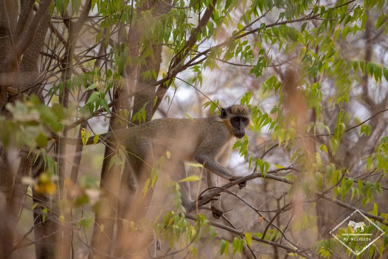 Vervet