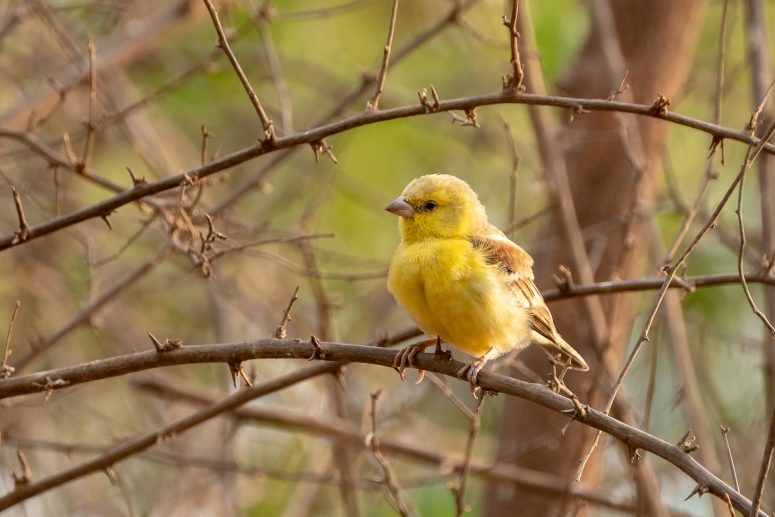 Serin du Mozambique