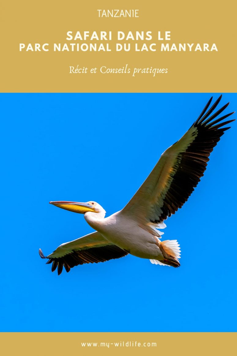 Safari au lac Manyara