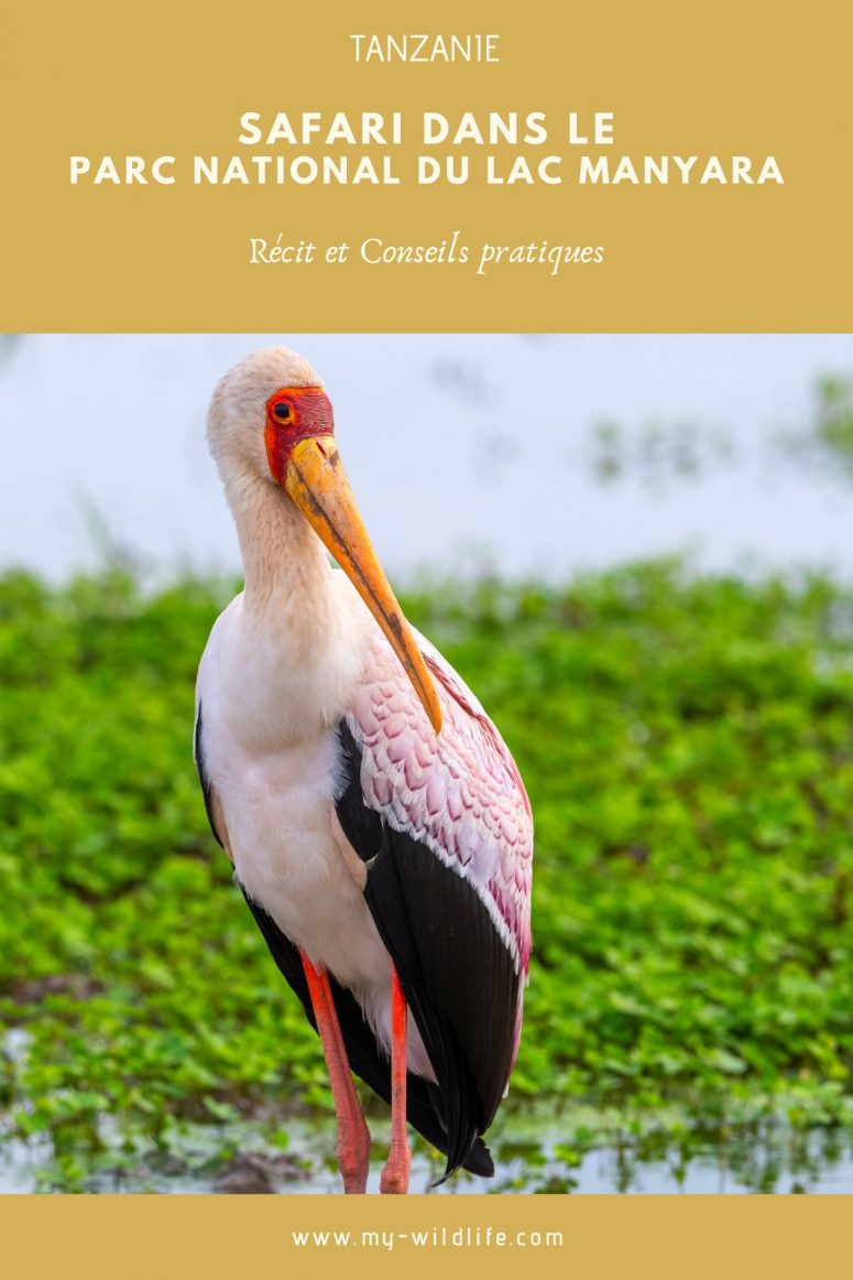 Safari au lac Manyara
