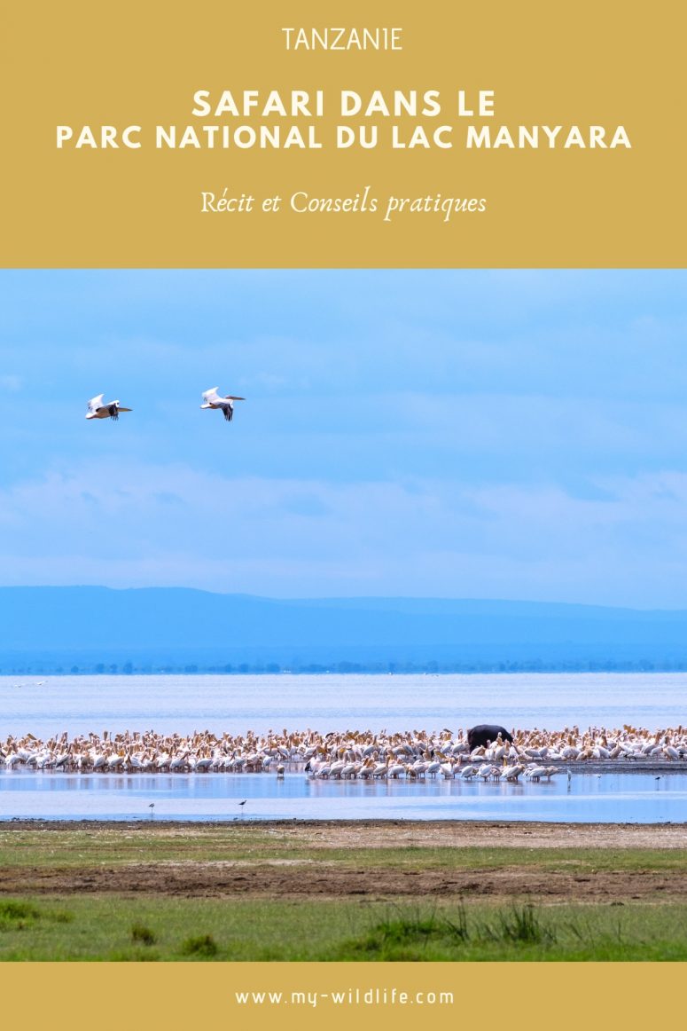 Safari au lac Manyara