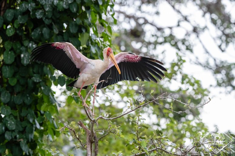 Tantale ibis, Safari au lac Manyara
