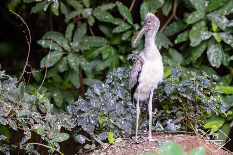 Tantale ibis juvénile, Safari au lac Manyara