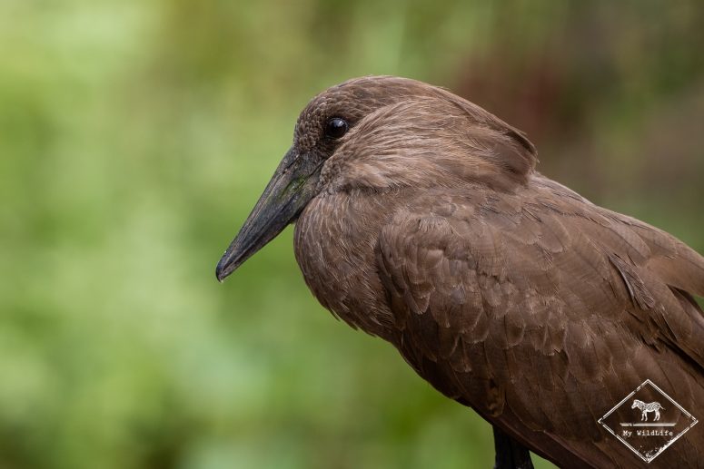 Ombrette africaine, Safari au lac Manyara