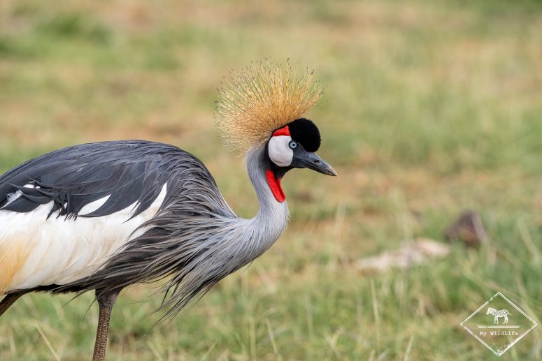 Grue royale, Safari au lac Manyara