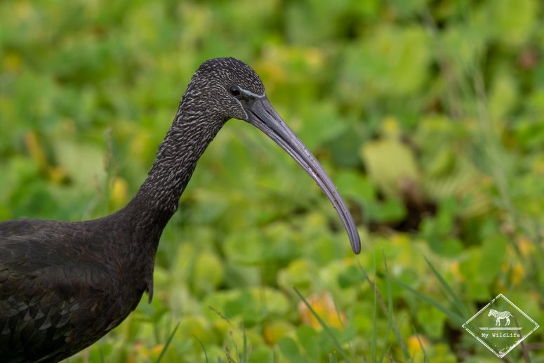 Ibis falcinelle juvénile, Safari au lac Manyara