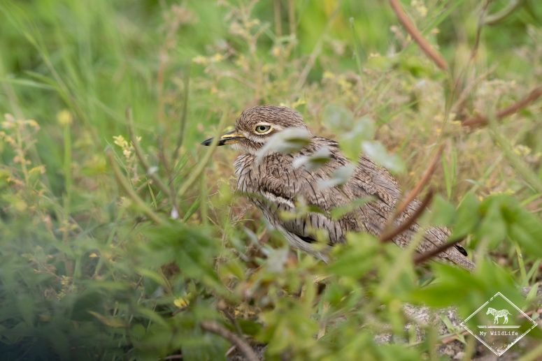 Œdicnème criard, Safari au lac Manyara
