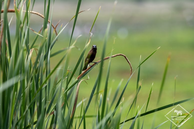 Amblyospize à front blanc, Safari au lac Manyara