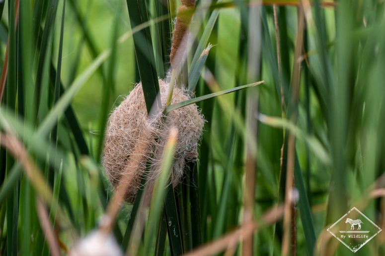 Nid de l'Amblyospize à front blanc