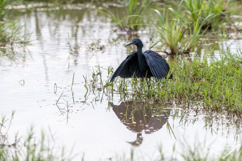 Aigrette ardoisée, Safari au lac Manyara