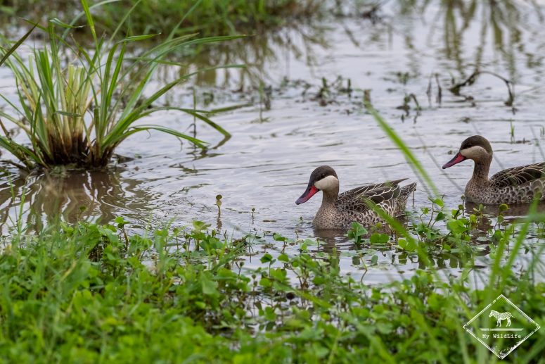 Canard à bec rouge